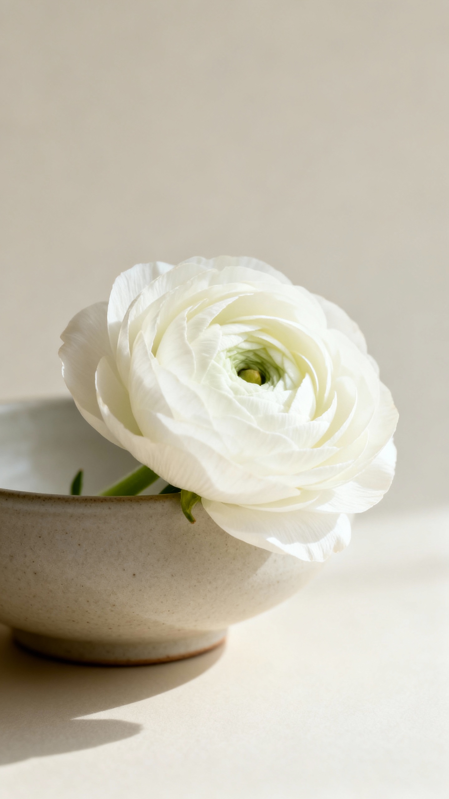 Closeup mono-floral white ranunculus in low ceramic compote
